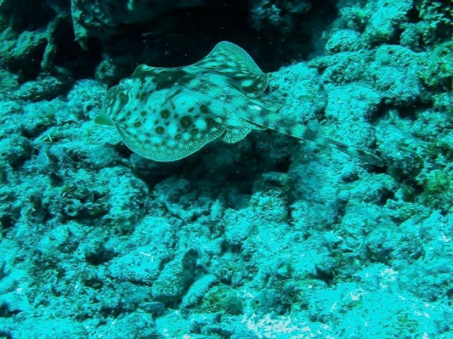 Fauna marina